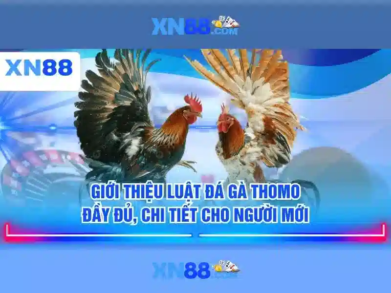 Lịch sử của xn88