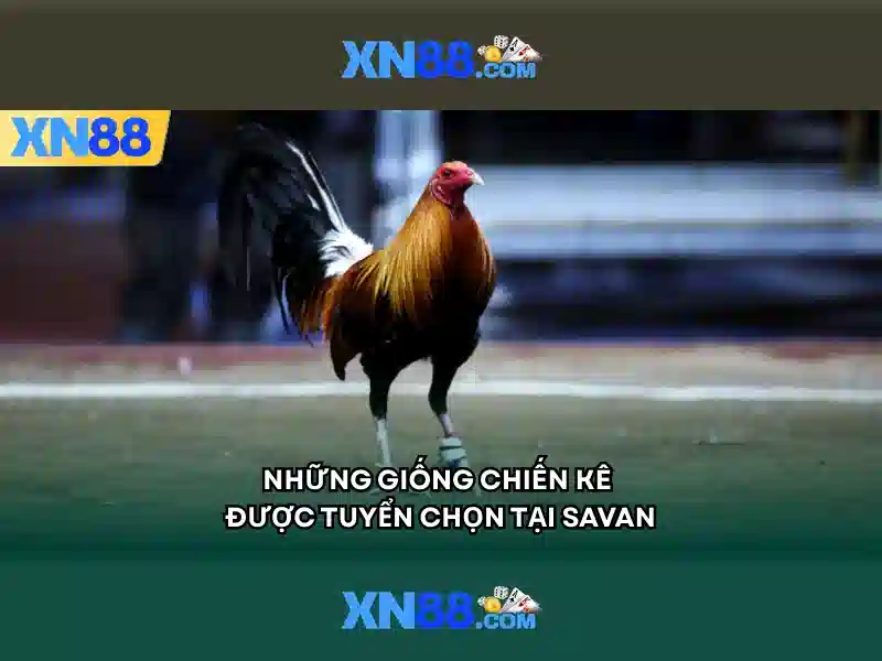 Giao diện nhà cái hoàn hảo