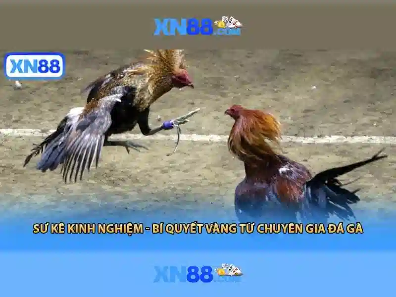 Giao diện nhà cái hoàn hảo