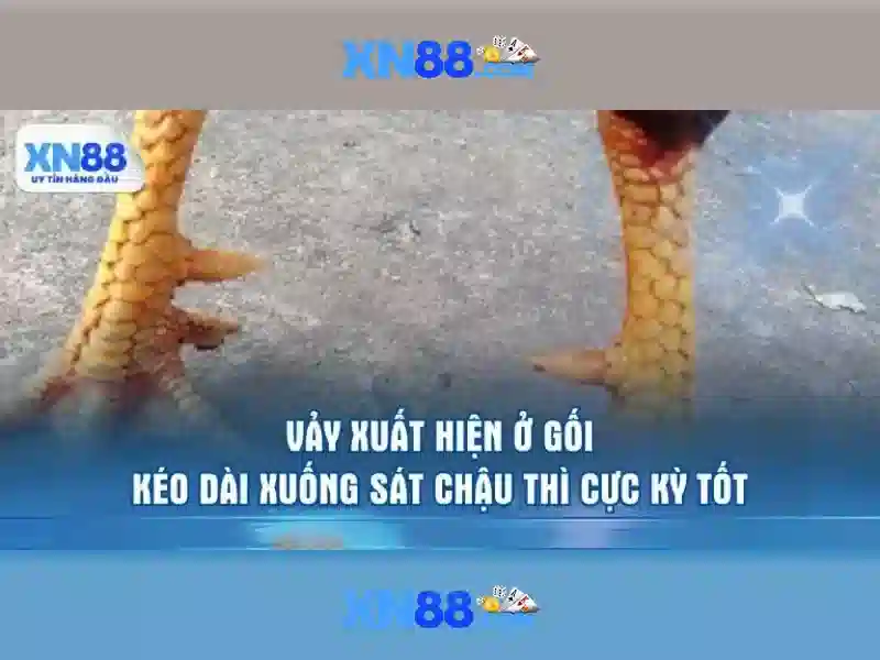 Lịch sử của xn88\n