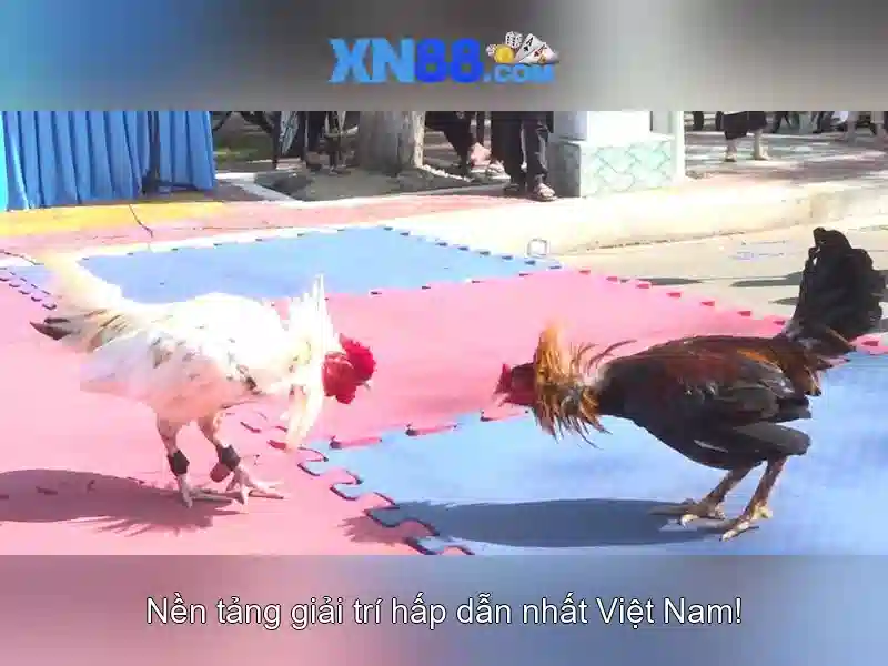xn88: Tong quan ve nen tang giai tri