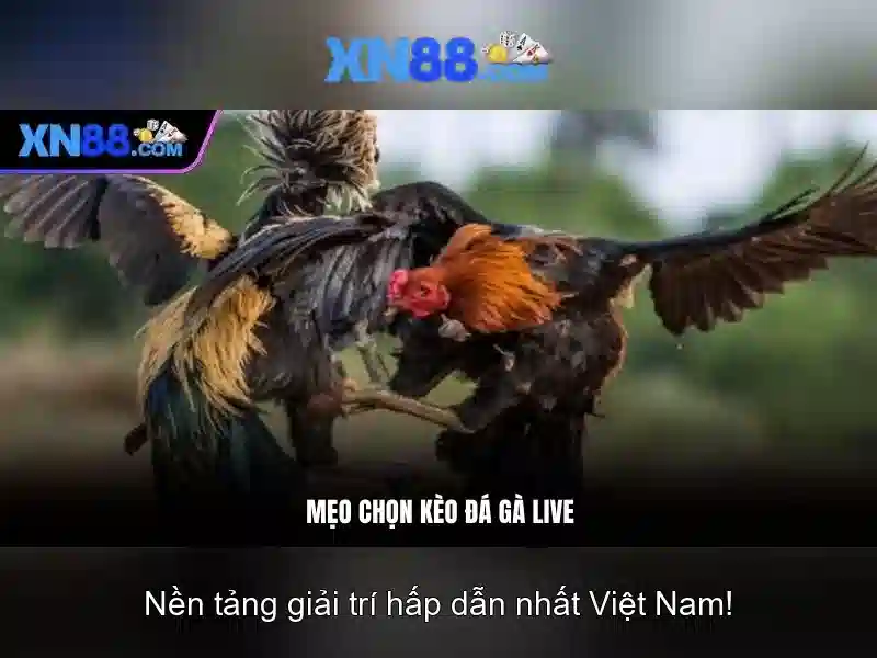 Cộng đồng người chơi và đánh giá
