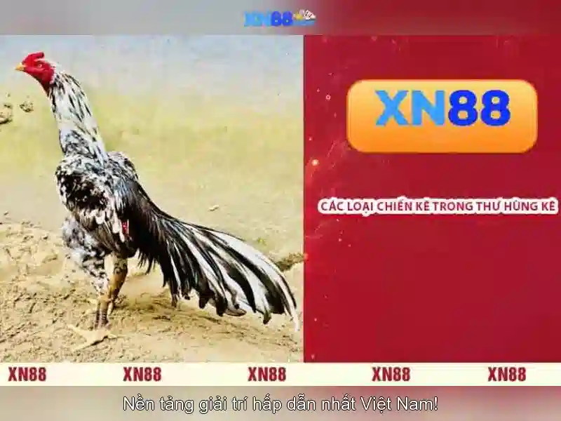 Giới thiệu về xn88 - Nền tảng giải trí và cược trực tuyến