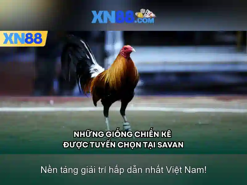 xn88: Tổng quan về nền tảng và các đặc điểm nổi bật