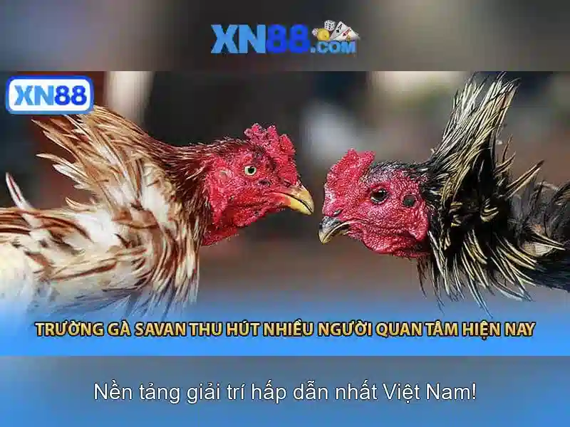 Giao diện nhà cái hoàn hảo